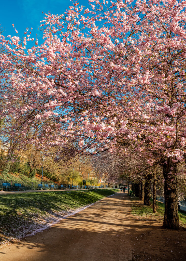 Cherry Blossom Season in the Beautiful Capital of Prague, Czech Republic