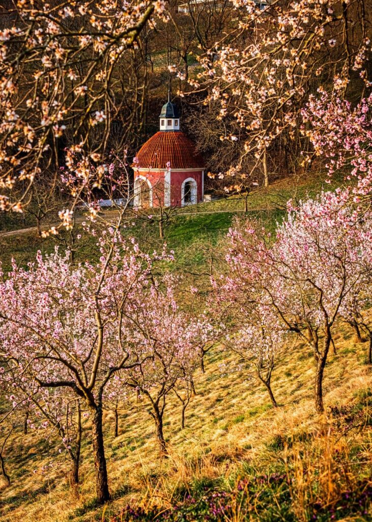 Cherry Blossom Season in the Beautiful Capital of Prague, Czech Republic